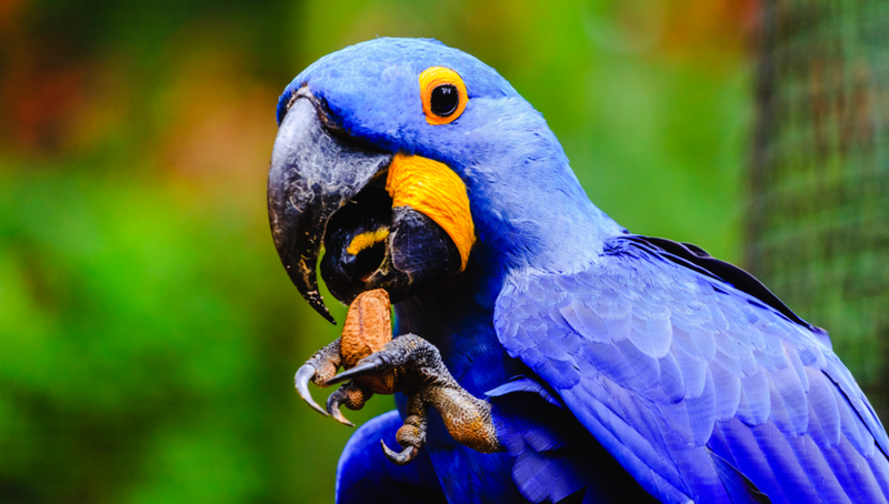 Biodiversity bond raises the stakes for paper firms