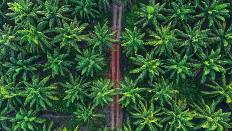 Satellite spies take on palm oil deforestation