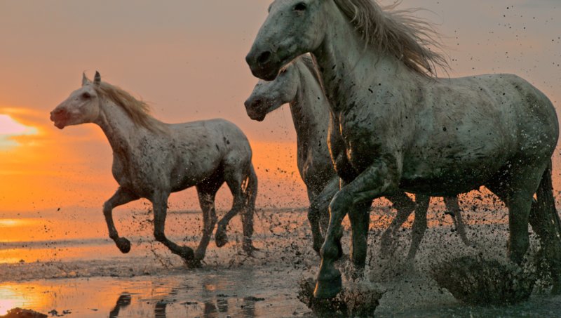 Podcast: The real workhorse of Asia Pacific