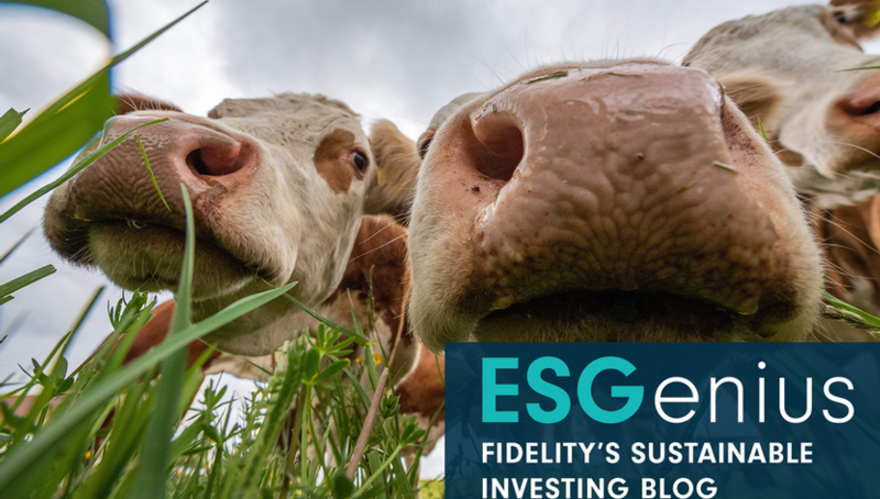 Cows, methane and the climate threat